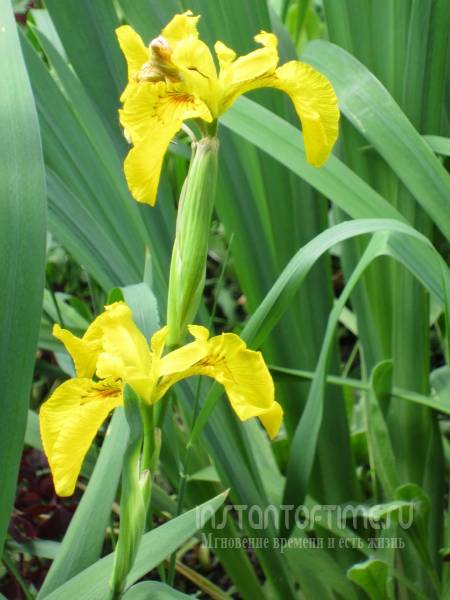  .. Iris pseudoacorus.